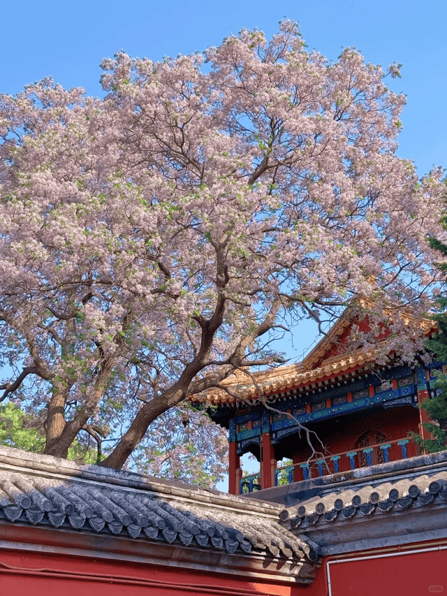 订制旅行社带你开启零套路纯玩之旅新葡京解密！北京十大信誉好的私人(图2)